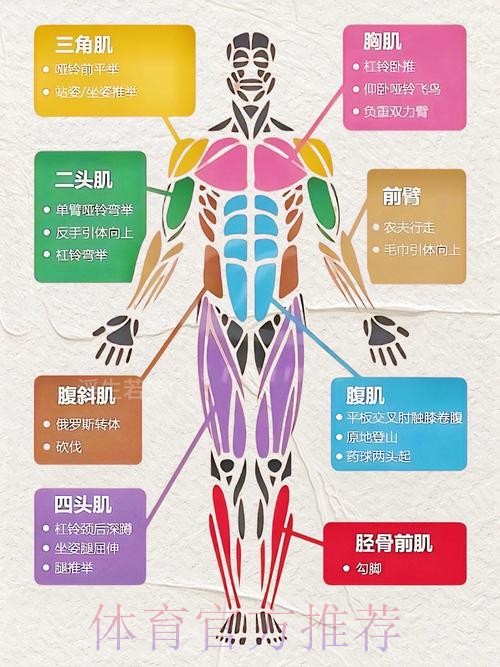 从“拉缸”到持久战：韩国青训如何用“实战化”训练锻造比赛体能？